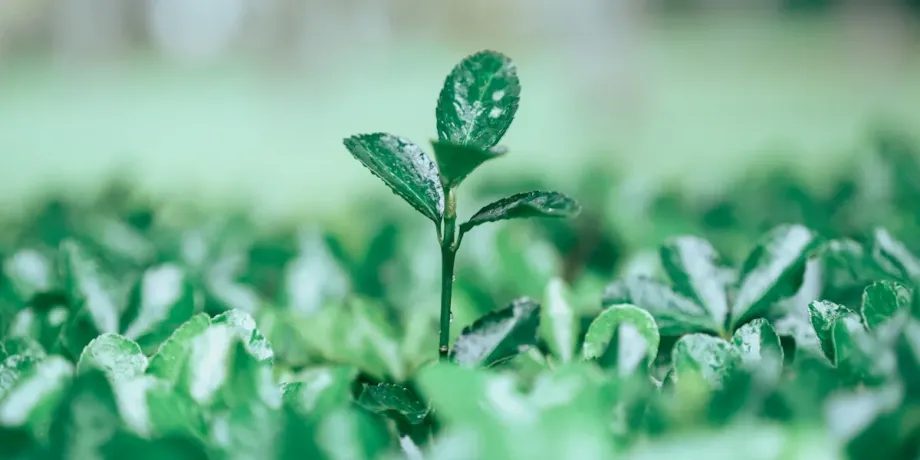 λευκά είδη ξενοδοχείων
